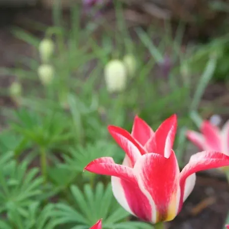 Apartment Messezimmer 4 U 2